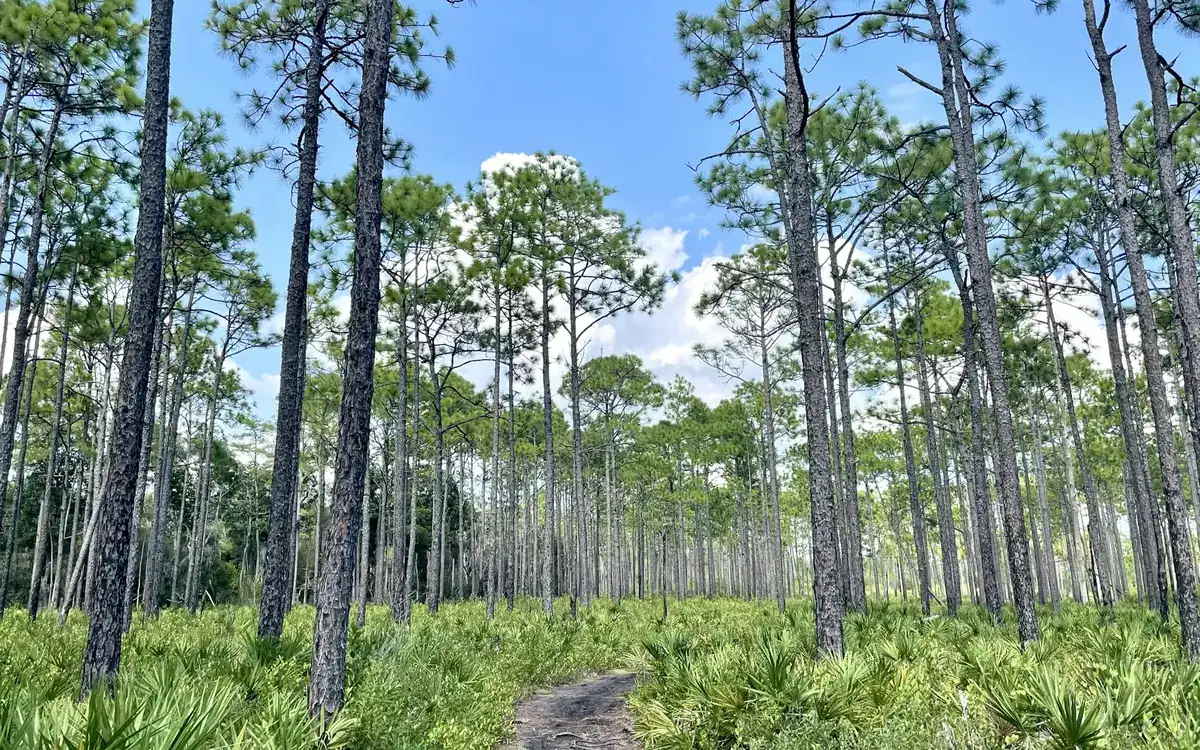A sandy trail through tall slash pines and palmetto at Grayton Beach State Park